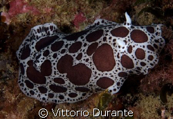 A nudi that looks like a cow by Vittorio Durante 